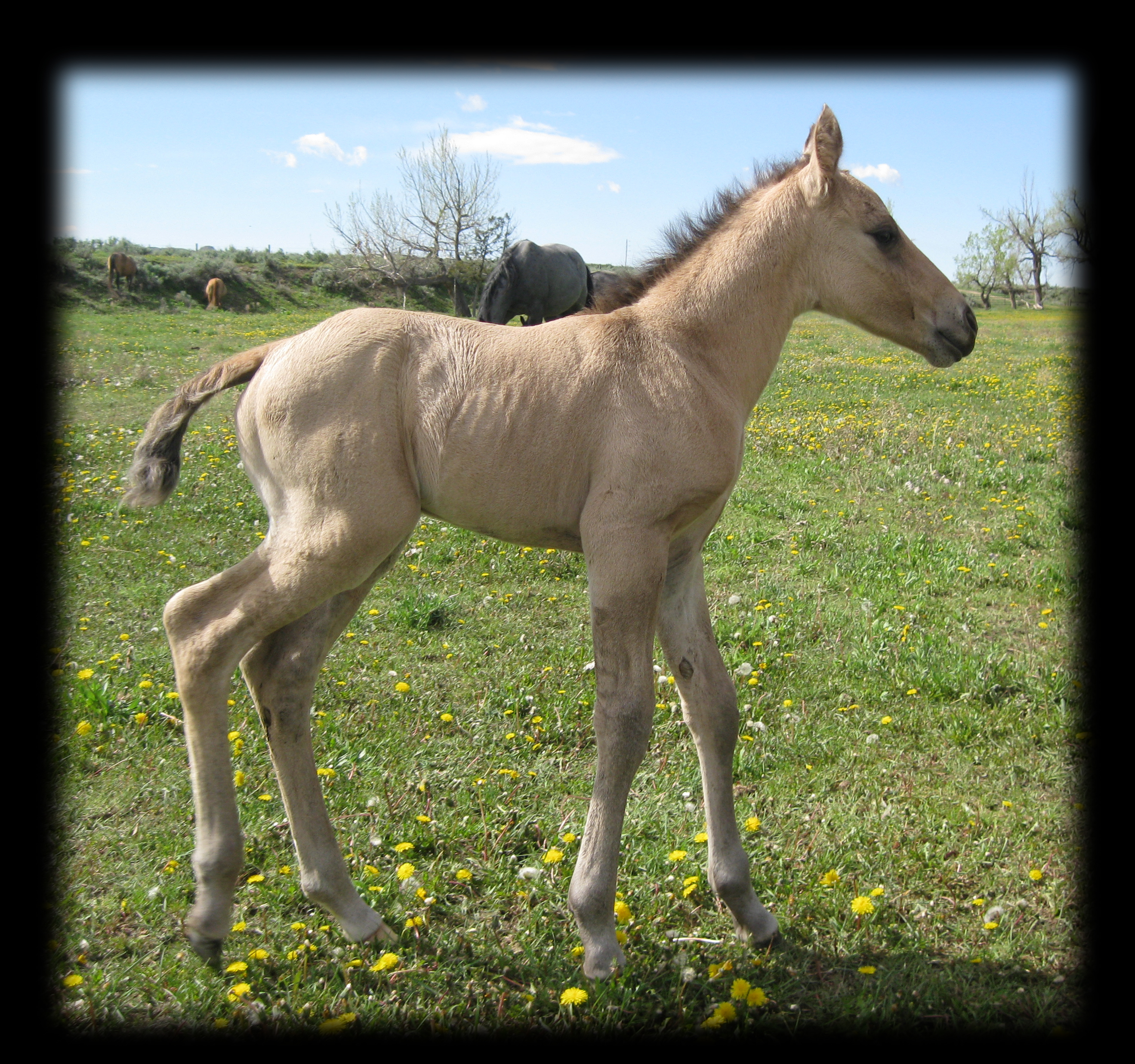Dun Silver Dapple Stallion, Hollywood Gold Bar U Champ Binder